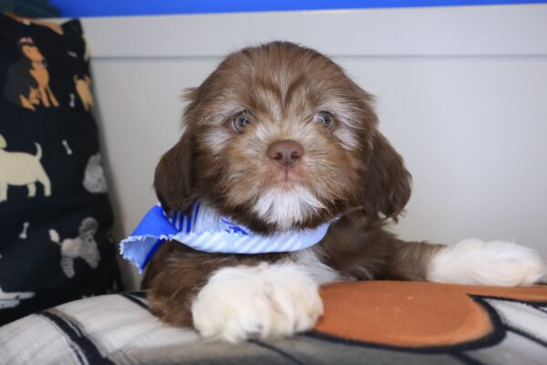 Bean Shih Tzu 01