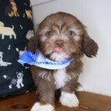 Bean Shih Tzu 03