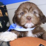 Bean Shih Tzu 04
