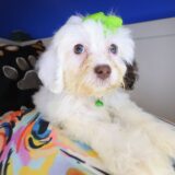 Bellatrix Cockapoo 01
