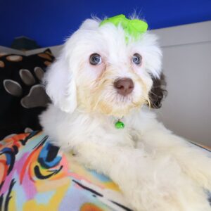Bellatrix Cockapoo 01