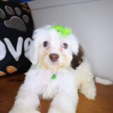 Bellatrix Cockapoo 02