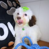 Bellatrix Cockapoo 03