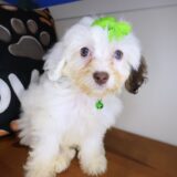 Bellatrix Cockapoo 04