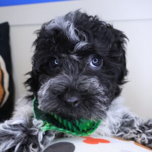 Benny Bichapoo 01 Benny Bichapoo 01