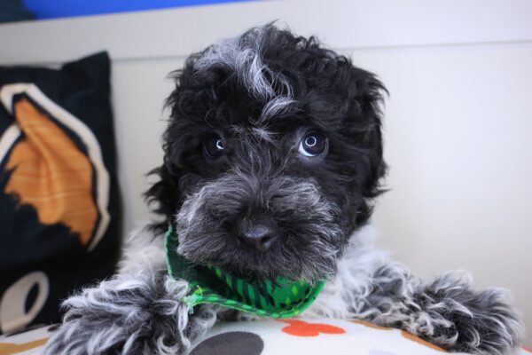 Benny Bichapoo 01