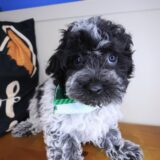 Benny Bichapoo 02