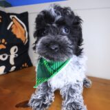 Benny Bichapoo 03