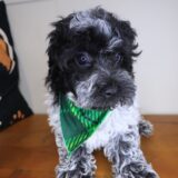 Benny Bichapoo 04