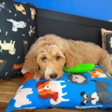 Bentley Goldendoodle 01