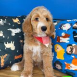 Bentley Goldendoodle 02