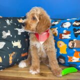 Bentley Goldendoodle 03