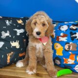 Bentley Goldendoodle 04