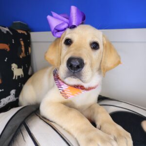 Binky Labrador Retriever 01 Binky Labrador Retriever 01