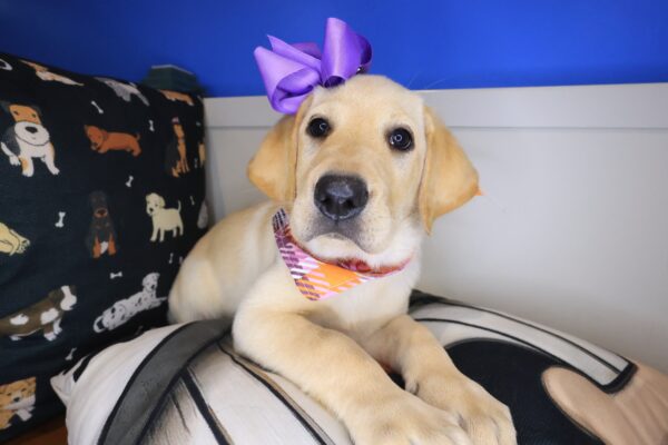Binky Labrador Retriever 01