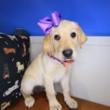Binky Labrador Retriever 03