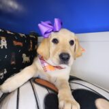 Binky Labrador Retriever 04