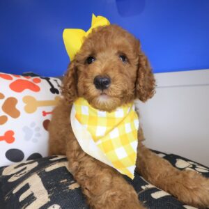 Biscotti Goldendoodle 01 Biscotti Goldendoodle 01