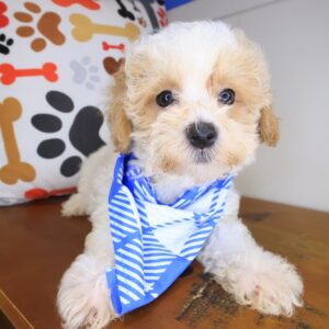 Blink Maltipoo 01 Blink Maltipoo 01