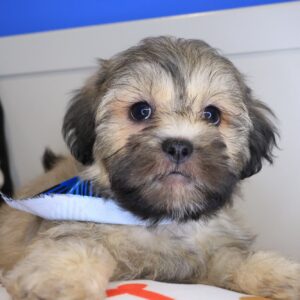 Boo Shihpoo 01 Boo Shihpoo 01