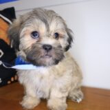 Boo Shihpoo 02