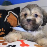 Boo Shihpoo 03