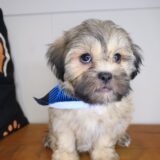 Boo Shihpoo 04