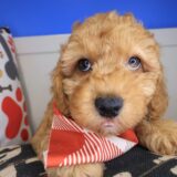 Bramwell Poodle 01