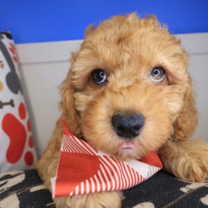 Bramwell Poodle 01 Bramwell Poodle 01