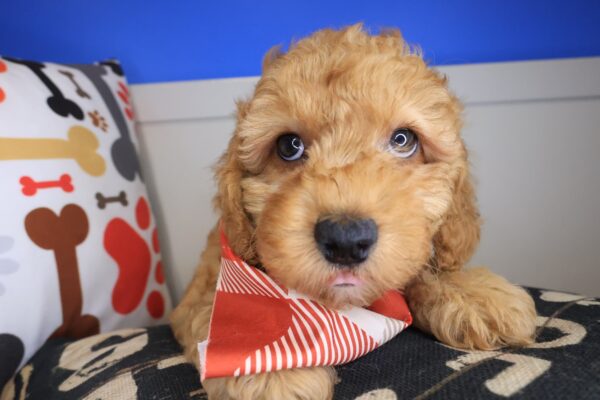 Bramwell Poodle 01
