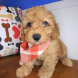 Bramwell Poodle 02