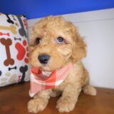 Bramwell Poodle 04