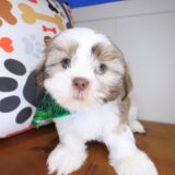Brawler Shih Tzu 01