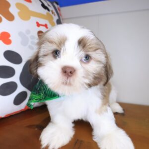 Brawler Shih Tzu 01 Brawler Shih Tzu 01