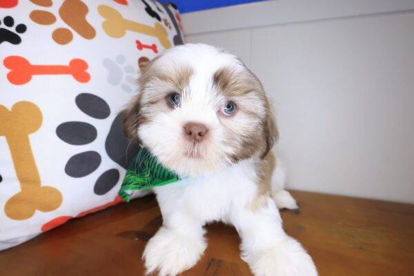 Brawler Shih Tzu 01