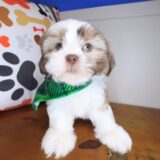 Brawler Shih Tzu 03