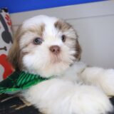 Brawler Shih Tzu 04