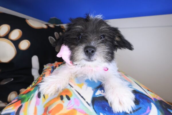 Breezy Morkie 01