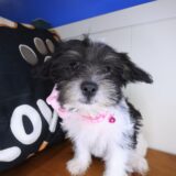 Breezy Morkie 02
