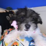 Breezy Morkie 03