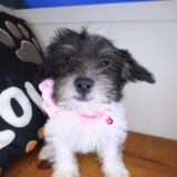 Breezy Morkie 04