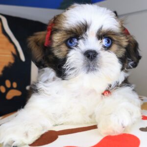 Cadence Shih Tzu 01 Cadence Shih Tzu 01
