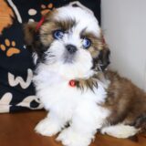 Cadence Shih Tzu 02