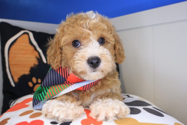 Candid Poodle 01