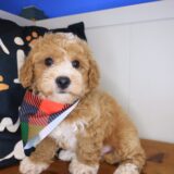 Candid Poodle 03