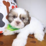 Chance Shih Tzu 01