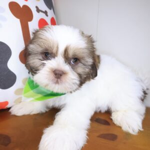 Chance Shih Tzu 01 Chance Shih Tzu 01