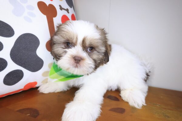 Chance Shih Tzu 01