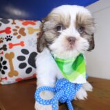 Chance Shih Tzu 02