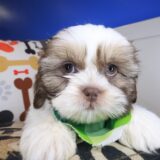 Chance Shih Tzu 03